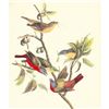 Image 1 : c1950 Audubon Print, Painted Bunting