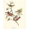 Image 2 : c1950 Audubon Print, Painted Bunting