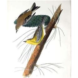 c1946 Audubon Print, #140 Pine Warbler