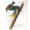 Image 1 : c1946 Audubon Print, #140 Pine Warbler