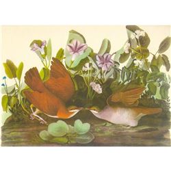 c1950 Audubon Print, Key West Quail-Dove