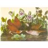 Image 1 : c1950 Audubon Print, Key West Quail-Dove