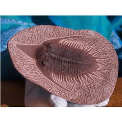 Large Prehistoric Devonian Trilobite Fossil Specimen