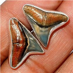 Sharks Teeth Fossil Sterling Silver Post Earrings