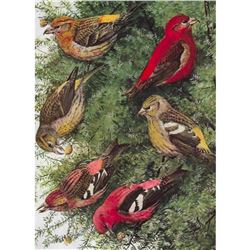 1936 Pearson Birds, Crossbill