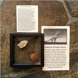 10,000 yr old Ice Age Wooly Mammouth Display Artifacts