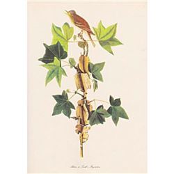 c1950 Audubon Print, Alderor Traill's, Flycatcher