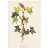 Image 1 : c1950 Audubon Print, Alderor Traill's, Flycatcher