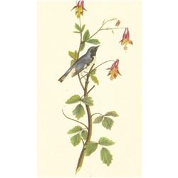 c1950 Audubon Print, Black Throated Blue Warbler