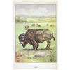 Image 2 : 1920's Bison Color Lithograph Print