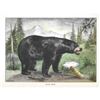 Image 2 : 1920's Black Bear Color Lithograph Print
