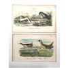 Image 1 : Pair of 18thc Hand-colored Engravings, Crane, Avoset, Carolina Rail, Clapper Rail