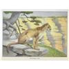 Image 3 : 1920's Mountain Lion, Color Lithograph Print