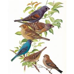 1936 Pearson Birds, Grosbeak-Indigo Bunting