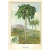 Image 2 : 1920's Royal Palm Color Lithograph Print