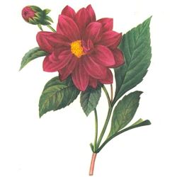 After Pierre-Jospeh Redoute, Floral Print, #30 Dalhia double ( Double Dahlia)