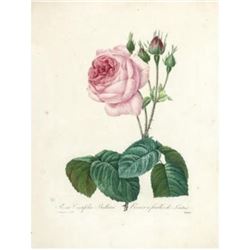 After Pierre-Jospeh Redoute, Floral Print, #120 Rosa Centifolia Bullata ( Rose )