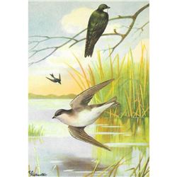 1920's Tree Swallow Color Lithograph Print