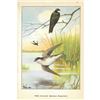 Image 2 : 1920's Tree Swallow Color Lithograph Print