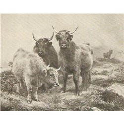 Vintage c1920â€™s half-tone print, #547 Denizens of the Highlands