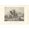 Image 2 : Vintage c1920â€™s half-tone print, #547 Denizens of the Highlands