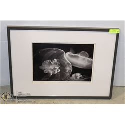 JELLY FISH IRENE SUCHOCKI FRAMED MATTED