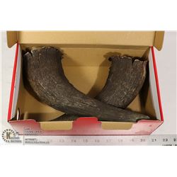 VINTAGE HORNS PAIR 12"