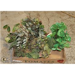 FLAT OF DECORATIVE PLANTS