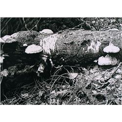 Ernest Lindner - FUNGI