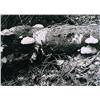 Image 1 : Ernest Lindner - FUNGI