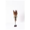 Image 2 : Northern Plains Moose Hair Roach