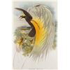 Image 1 : John Gould, hand-colored lithograph