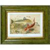 Image 1 : A FRAMED POLYCHROME PRINT OF A FISH