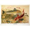 Image 2 : A FRAMED POLYCHROME PRINT OF A FISH
