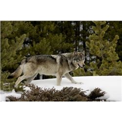Alaska – 7 Day – Trapline/Wolf Hunt for One Hunter