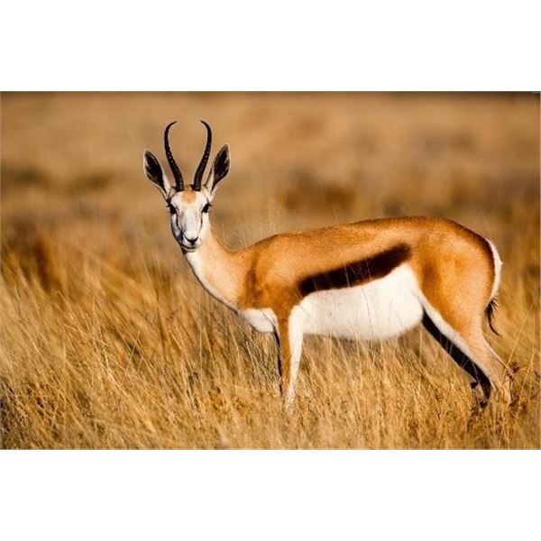 South Africa – 7 Day – Impala, Springbuck and Ostrich Safari for Two Hunters