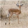 Image 2 : South Africa – 7 Day – Impala, Springbuck and Ostrich Safari for Two Hunters