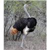 Image 3 : South Africa – 7 Day – Impala, Springbuck and Ostrich Safari for Two Hunters