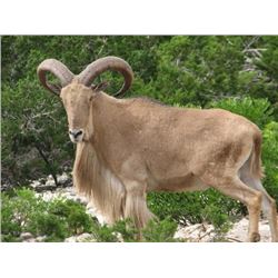 Texas - 3 Day - Aoudad or Blackbuck Hunt for One Hunter