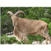Image 1 : Texas - 3 Day - Aoudad or Blackbuck Hunt for One Hunter