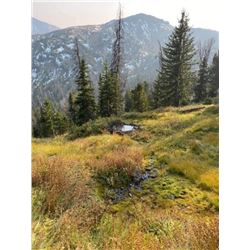 Wyoming – 4 Day – Bear Watching Excursion for Two Adventurers