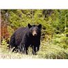 Image 1 : British Columbia - 10-Day - Spring Black Bear Hunt for One Hunter