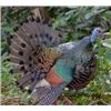Image 1 : Mexico – 7-Day - Oscillated Turkey Hunt for One Hunter