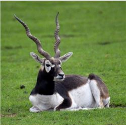 Argentina – 5 Day – Black Buck, Dorset Ram and Boar Hunt for Two Hunters