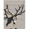 Image 1 : Hand Painted Elk Skull Mount