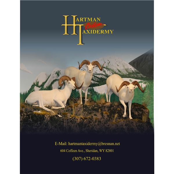 Hartman Taxidermy-Sheep Shoulder Mount