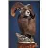 Image 4 : Shoulder Mount on Pedestal with Habitat from Dewey Wildlife Studios
