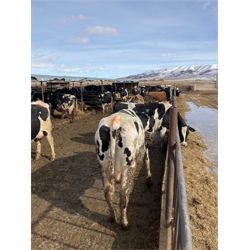 ID Dairies/Ranches - 99 Cows