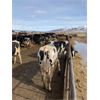 Image 1 : ID Dairies/Ranches - 99 Cows