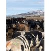 Image 2 : ID Dairies/Ranches - 99 Cows